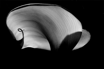 Nature's Persona - Flora Series - Susan Searway Art & Design © 2013